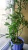 IMG-20170324-WA0000.jpg