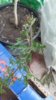 20170401_173617-1200x2133.jpg