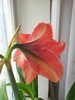 IMG_20170404_161609.jpg
