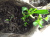 DSCF2114.JPG