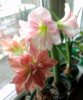 IMAG6205_1.jpg