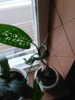 IMG_20170411_174742.jpg