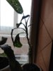IMG_20170411_174724.jpg