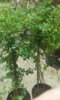 IMG-20170414-WA0002-1200x2000.jpg