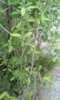 IMG-20170413-WA0065-1200x2000.jpg