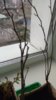 DSC_1709.JPG