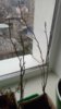 DSC_1710.JPG