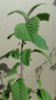 20170418_090207-1200x2133.jpg