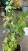 20170418_090347-1200x2133.jpg