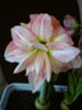 DSC02226.JPG