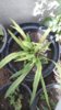 20170509_094651.jpg