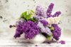 Lilac_Vase_370736.jpg