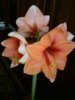 DSC02235.JPG