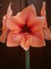 DSC02238.JPG