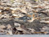 DSCN0579.JPG