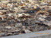 DSCN0580.JPG