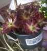 20170521_102733.jpg