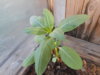DSCN1651.JPG