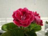 IMG_20170528_075838.jpg