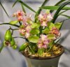 Cymbidium Green Valley Emerald ‘tri-lip’_1.jpg