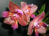 Phal. Joy Fairy Tale 'Joy'_1.jpg