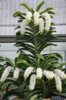 Rhynchostylis gigantea 'Alba' _1.jpg