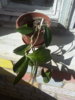 IMG_20170603_172719.jpg