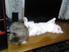 blob.jpg