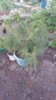 IMG-20170609-WA0032.jpg