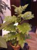 IMG_20170620_104222.jpg