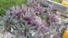 20170616_075320.jpg