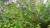 20170616_080349.jpg