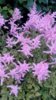 astilbe.jpg