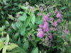 20170702_153107.jpg
