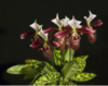 Paphiopedilum purpuratum-800x600.png