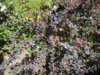 DSCN6421.JPG