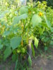 DSCN4495.JPG