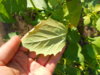 DSCN4493.JPG