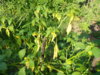 DSCN4497.JPG