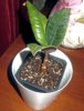 Ficus elastica.JPG