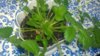WP_20170718_13_26_56_Pro.jpg