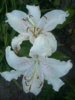 DSCN0327.JPG