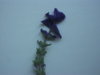 DSCF7461.JPG