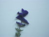 DSCF7465.JPG