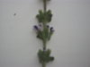 DSCF7466.JPG