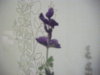 DSCF7529.JPG
