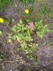 IMG_20170728_184732.jpg