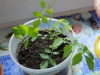 DSCN1300.JPG