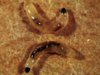 lichinki-sciarid.jpg