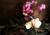 orchids1.jpg